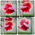 Live Male Betta Pink Lavender Halfmoon (Sky-1208) High quality what you see what you get!!