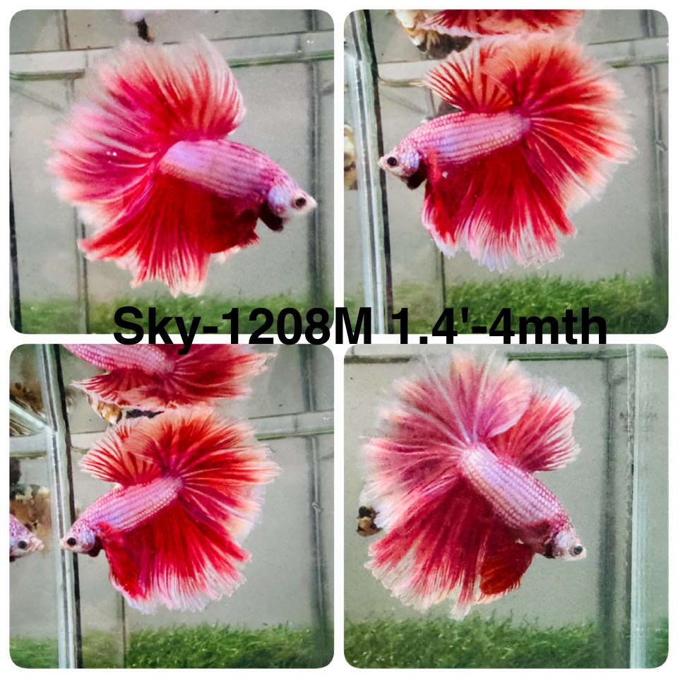 Live Male Betta Pink Lavender Halfmoon (Sky-1208) High quality what you see what you get!!