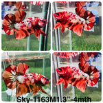 Live Male Betta Orange Copper Nemo Plakat (Sky-1163) High quality what you see what you get!!