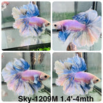 Live Male Betta Blue Grizzle Halfmoon Rosetail (Sky-1209) High quality what you see what you get!!