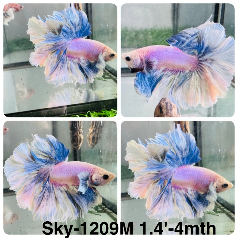 Live Male Betta Blue Grizzle Halfmoon Rosetail (Sky-1209) High quality what you see what you get!!