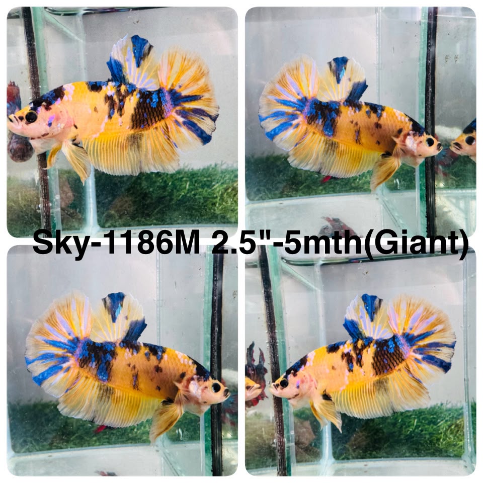 Live Male Betta Yellow Koi Giants Plakat (Sky-1186) High quality what you see what you get!!