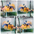 Live Male Betta Yellow Koi Giants Plakat (Sky-1186) High quality what you see what you get!!