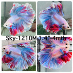 Live Male Betta Fancy Grizzle Light colors Halfmoon Rosetail (Sky-1210) High quality what you see what you get!!