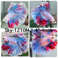 Live Male Betta Fancy Grizzle Light colors Halfmoon Rosetail (Sky-1210) High quality what you see what you get!!