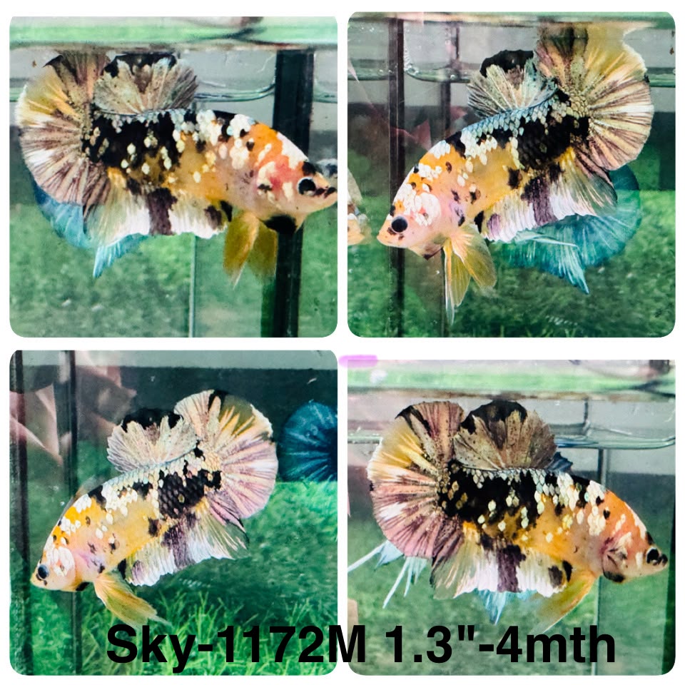 Live Male Betta Yellow Black Galaxy Tiger Koi Plakat (Sky-1172) High quality what you see what you get!!