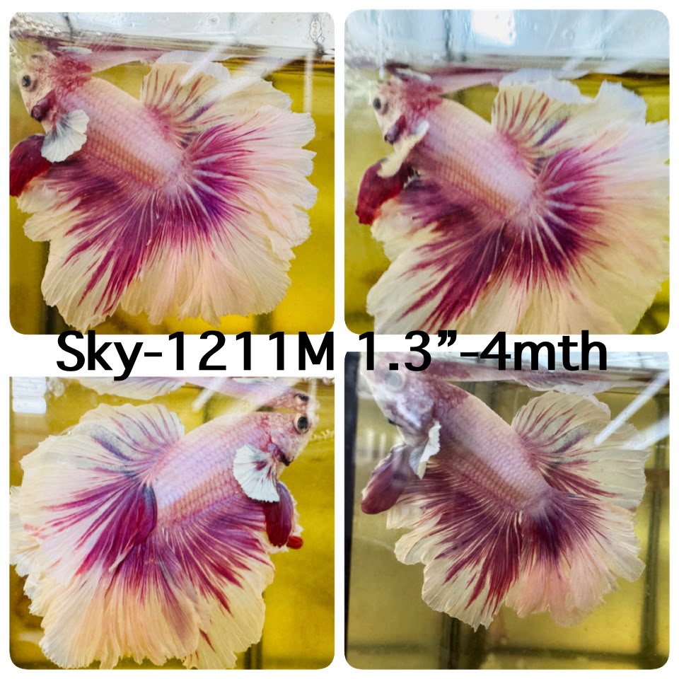 Live Male Betta Fancy Purple Pink Lavender Halfmoon Rosetail (Sky-1211) High quality what you see what you get!!