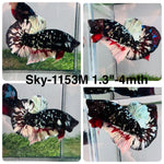 Live Male Betta Black Copper Galaxy Plakat (Sky-1153) High quality what you see what you get!!