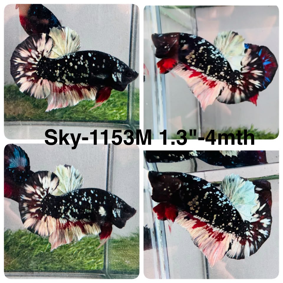 Live Male Betta Black Copper Galaxy Plakat (Sky-1153) High quality what you see what you get!!