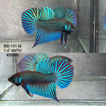 Live Male Betta Green Original Mahachai Wild Plakat (BID-151) High quality What you see What you get!!
