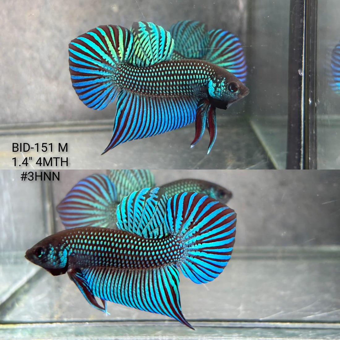 Live Male Betta Green Original Mahachai Wild Plakat (BID-151) High quality What you see What you get!!