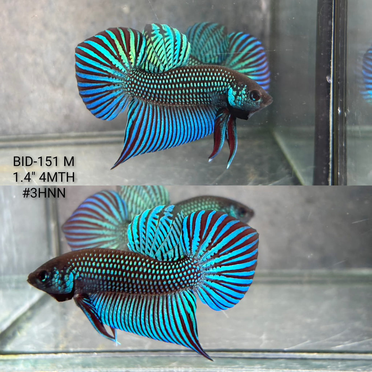 Live Male Betta Green Original Mahachai Wild Plakat (BID-151) S053 High quality What you see What you get!!