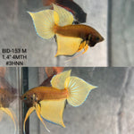 Live Male Betta Yellow Pineapple Splendens Hybrid Wild Plakat (BID-153) High quality What you see What you get!!