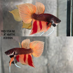 Live Male Betta Orange Nemo Splendens Hybrid Wild Plakat (BID-154) High quality What you see What you get!!