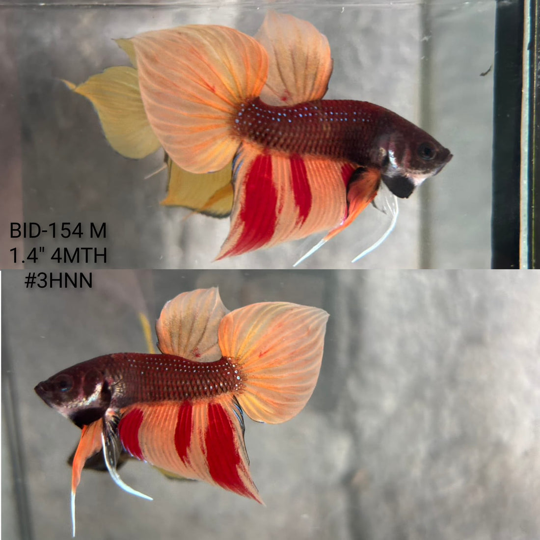 Live Male Betta Orange Nemo Splendens Hybrid Wild Plakat (BID-154) High quality What you see What you get!!