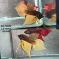 Live Male Betta Yellow Brown Chocolate Splendens Hybrid Wild Plakat (BID-158) High quality What you see What you get!!