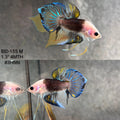 Live Male Betta Black Yellow Fantasy Hybrid Wild Plakat (BID-155) High quality What you see What you get!!