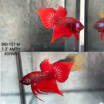 Live Male Betta Red Fantasy Hybrid Wild Plakat (BID-157) High quality What you see What you get!!