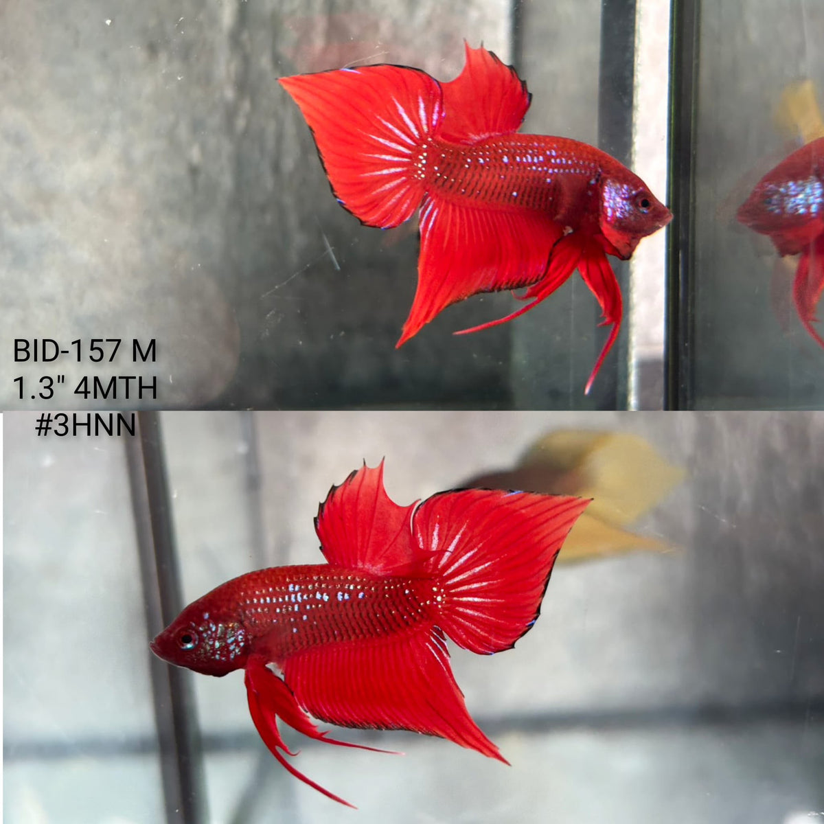 Live Male Betta Red Fantasy Hybrid Wild Plakat (BID-157) S198 High quality What you see What you get!!
