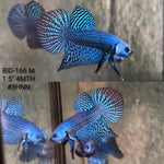 Live Male Betta Blue Alien Hybrid Wild Plakat (BID-166) High quality What you see What you get!!