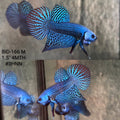 Live Male Betta Blue Alien Hybrid Wild Plakat (BID-166) High quality What you see What you get!!
