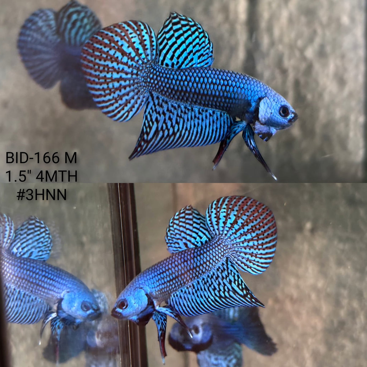 Live Male Betta Blue Alien Hybrid Wild Plakat (BID-166) High quality What you see What you get!!