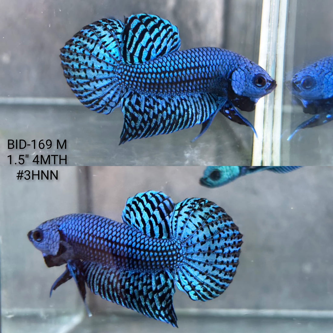 Live Male Betta Blue Alien Hybrid Wild Plakat (BID-169) High quality What you see What you get!!