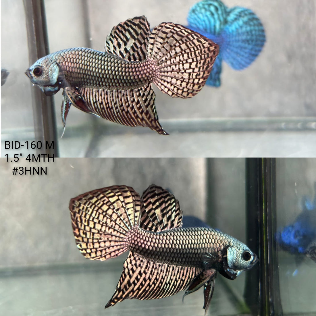 Live Male Betta Copper Alien Hybrid Wild Plakat (BID-160) High quality What you see What you get!!