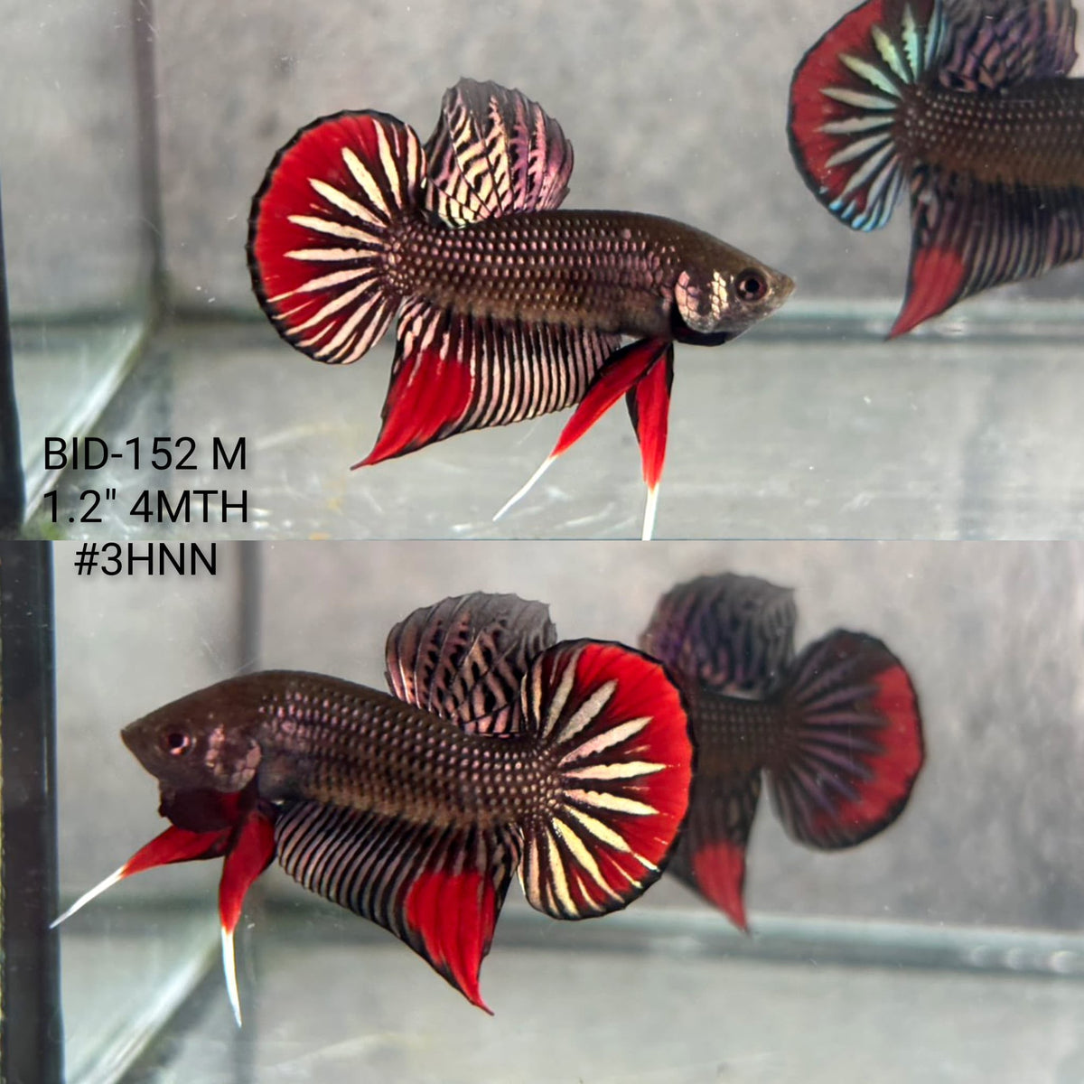 Live Male Betta Copper Red Imbellis Hybrid Wild Plakat (BID-152) High quality What you see What you get!!