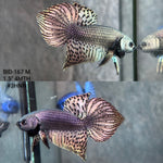 Live Male Betta Copper Alien Hybrid Wild Plakat (BID-167) High quality What you see What you get!!