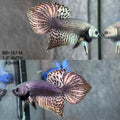 Live Male Betta Copper Alien Hybrid Wild Plakat (BID-167) High quality What you see What you get!!