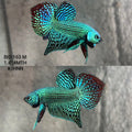 Live Male Betta Green Alien Hybrid Wild Plakat (BID-163) High quality What you see What you get!!