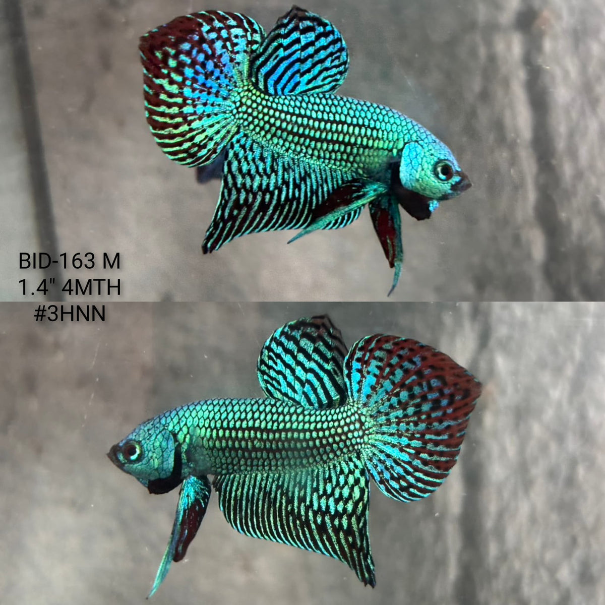 Live Male Betta Green Alien Hybrid Wild Plakat (BID-163) High quality What you see What you get!!