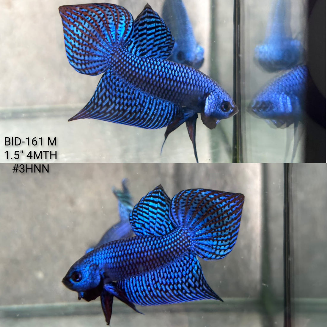 Live Male Betta Royal Blue Alien Hybrid Wild Plakat (BID-161) High quality What you see What you get!!