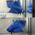 Live Male Betta Royal Blue Alien Hybrid Wild Plakat (BID-161) High quality What you see What you get!!