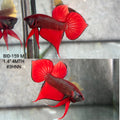 Live Male Betta Red Splendens Hybrid Wild Plakat (BID-159) High quality What you see What you get!!