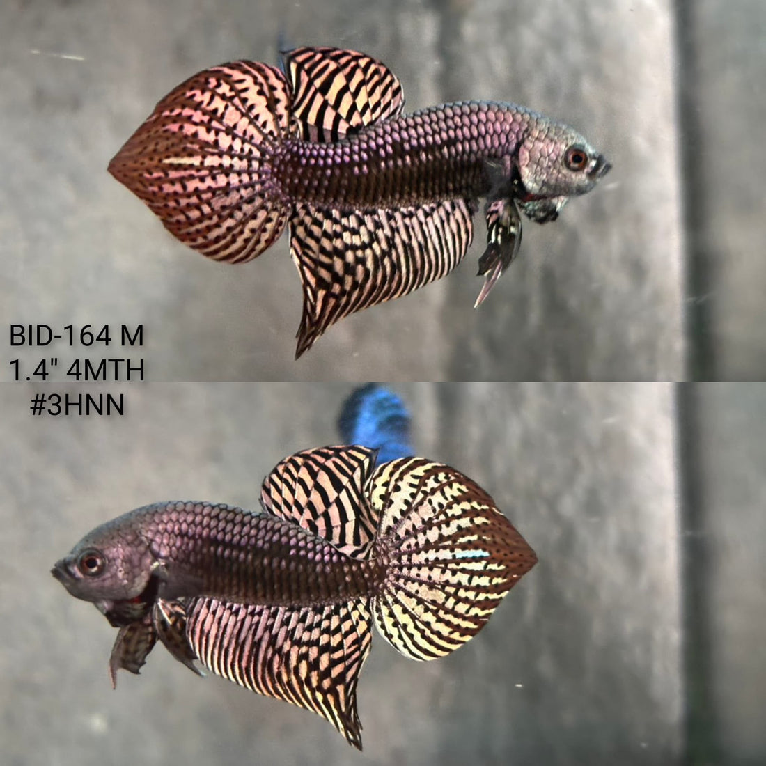 Live Male Betta Copper Alien Hybrid Wild Plakat (BID-164) High quality What you see What you get!!