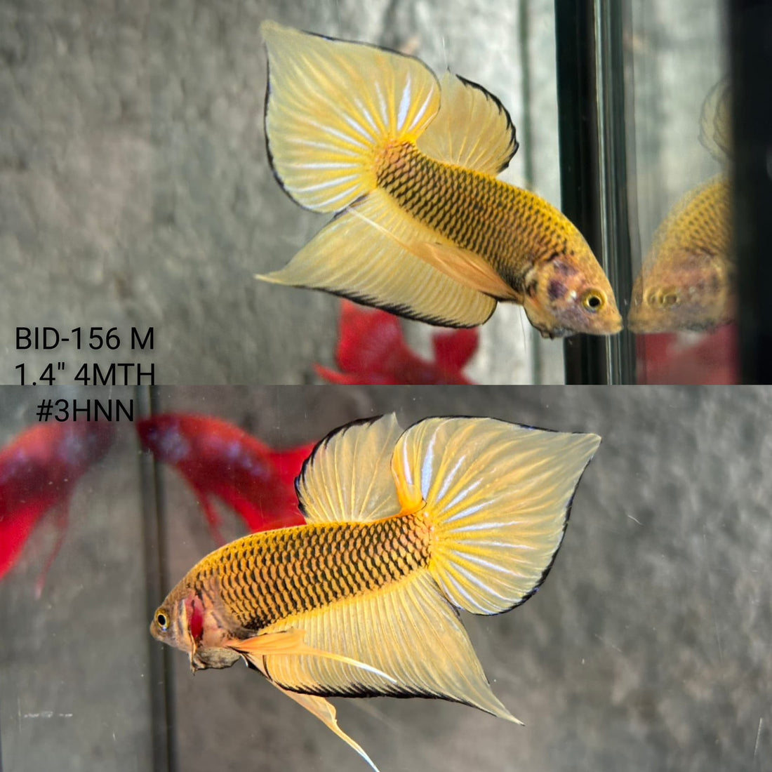 Live Male Betta Yellow Pineapple Splendens Hybrid Wild Plakat (BID-156) High quality What you see What you get!!