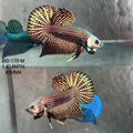 Live Male Betta Copper Alien Hybrid Wild Plakat (BID-170) High quality What you see What you get!!