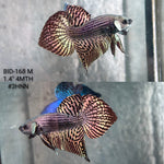 Live Male Betta Copper Alien Hybrid Wild Plakat (BID-168) High quality What you see What you get!!