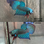 Live Male Betta Green Turquoise Alien Hybrid Wild Plakat (BID-165) High quality What you see What you get!!
