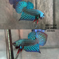 Live Male Betta Green Turquoise Alien Hybrid Wild Plakat (BID-165) High quality What you see What you get!!