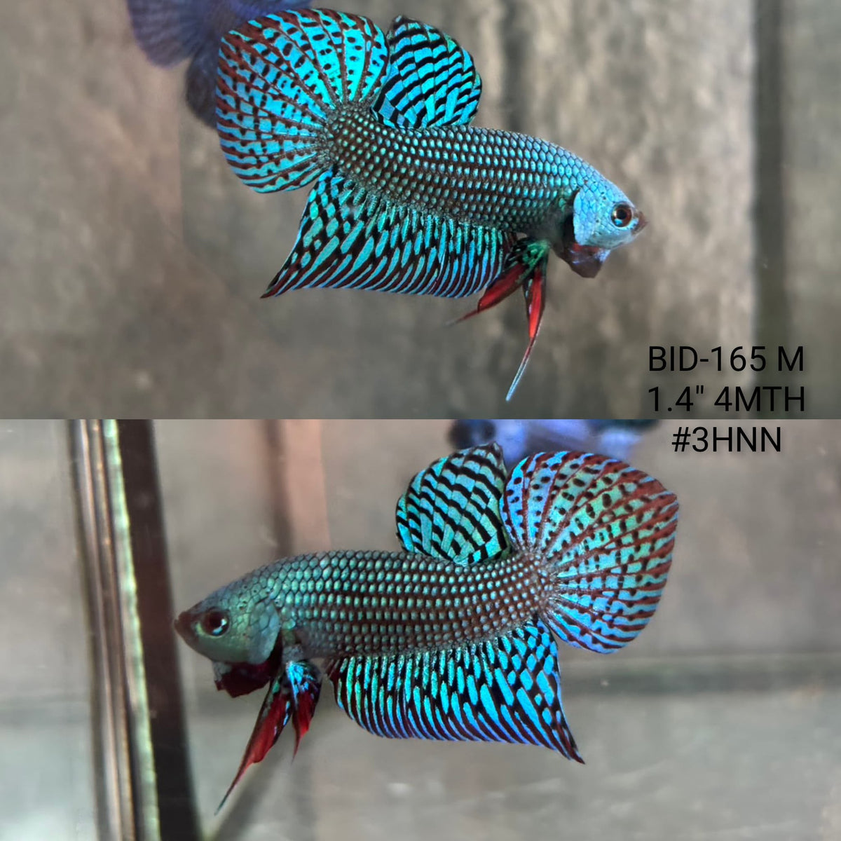 Live Male Betta Green Turquoise Alien Hybrid Wild Plakat (BID-165) S047 High quality What you see What you get!!
