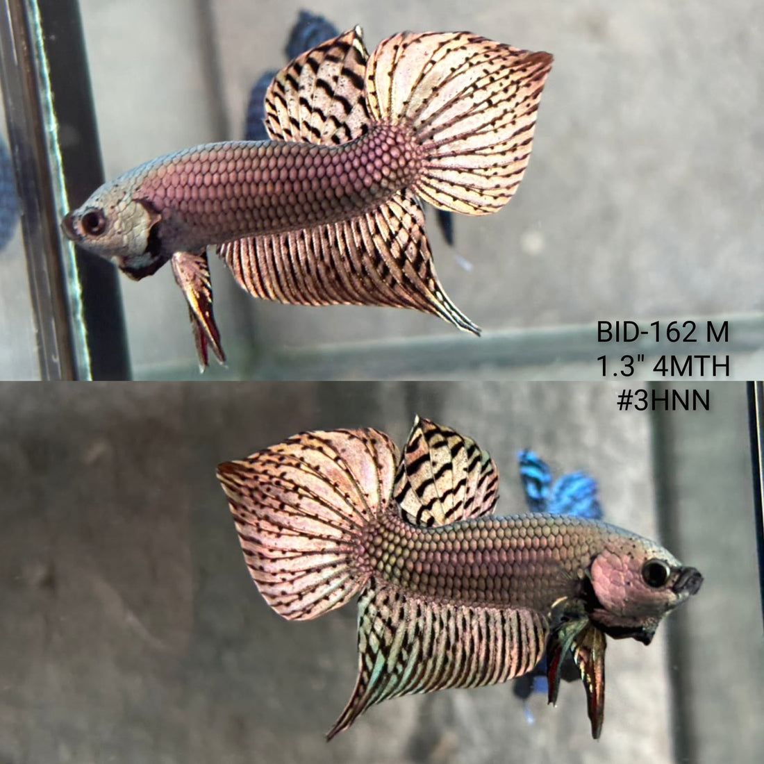 Live Male Betta Copper Alien Hybrid Wild Plakat (BID-162) High quality What you see What you get!!