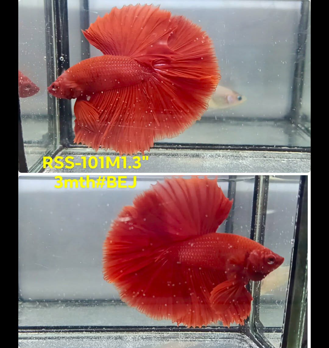 Live Male Betta Super Red Solid color Halfmoon (RSS-101) High quality what you see what you get!!