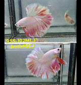 Live Male Betta Fancy Light colors Halfmoon Rosetail (RSS-102) High quality what you see what you get!!