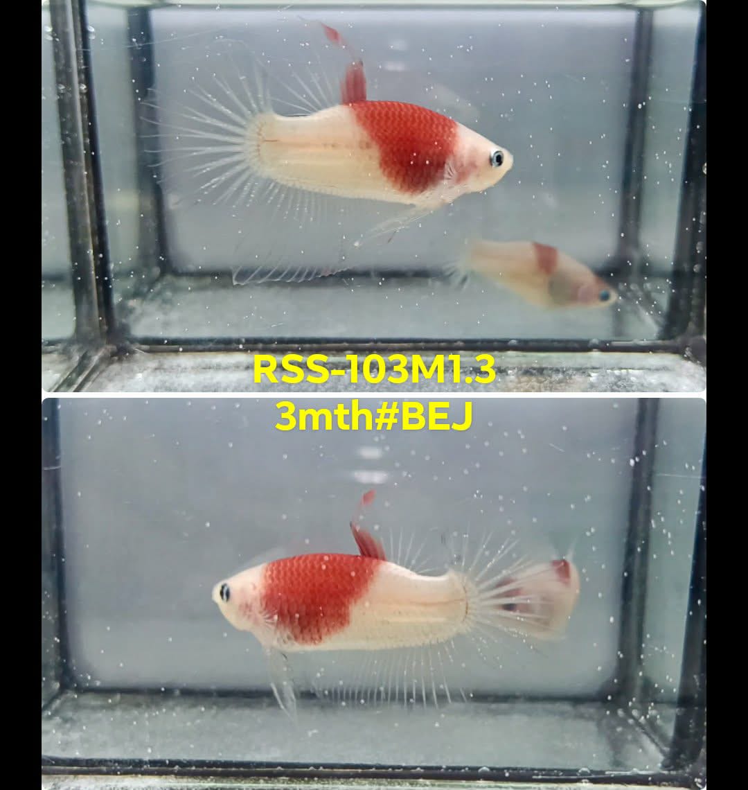 Live Male Betta Red Koi Marking Plakat (RSS-103)S028 High quality what you see what you get!!
