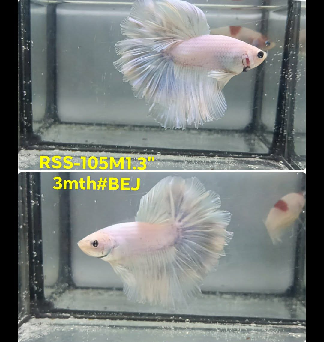 Live Male Betta Fancy Light Cello colors Halfmoon Rosetail (RSS-105) High quality what you see what you get!!