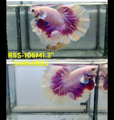 Live Male Betta Purple Butterfly Halfmoon (RSS-106) High quality what you see what you get!!