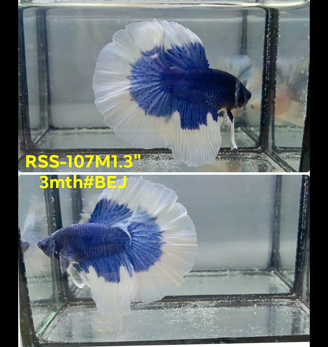 Live Male Betta Blue Butterfly Halfmoon (RSS-107) High quality what you see what you get!!